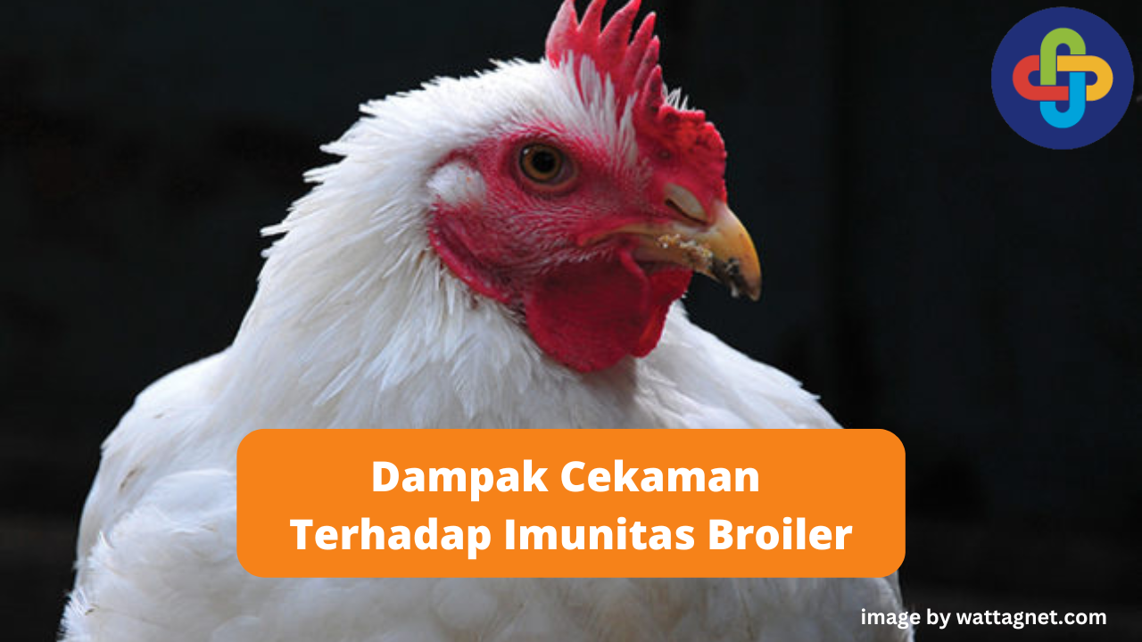 Dampak Cekaman Panas Terhadap Imunitas Broiler